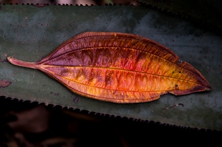 Blatt-1