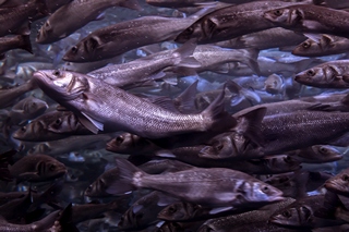 Fisch-1