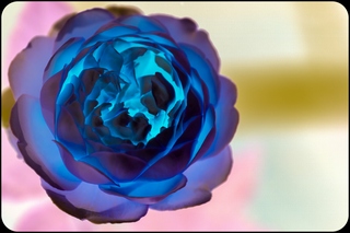 Rose1