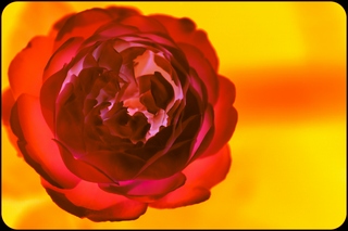 Rose2
