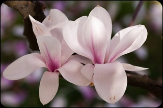 magnolia1